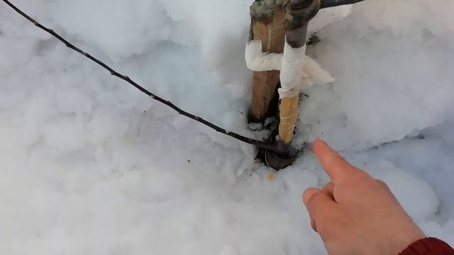 Мыши погрызли ствол яблони, что делать. смотреть онлайн