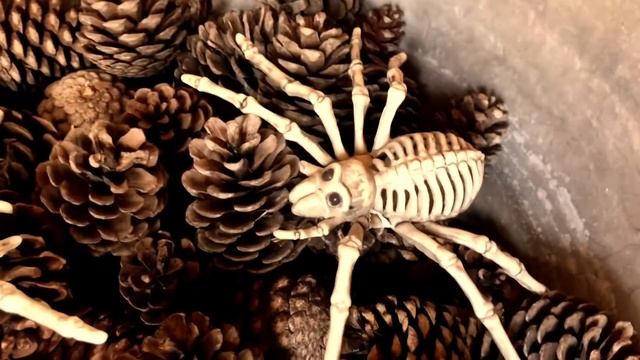 Кипр. Хэллоуин в парке лекарственных трав Cyherbia смотреть онлайн