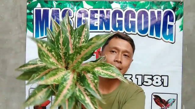 semua Aglo 45rb +6281770231581 & +6285664845584 смотреть онлайн