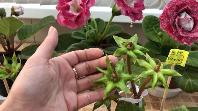 Сеянцы, Семена, Опыление Глоксиний