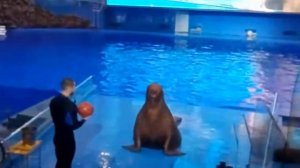 Океанариум. Владивосток. Тюлень Миша.