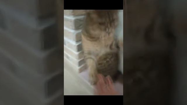 Самые смешные животные / Приколы с котами и собаками 2021 #13 смотреть онлайн