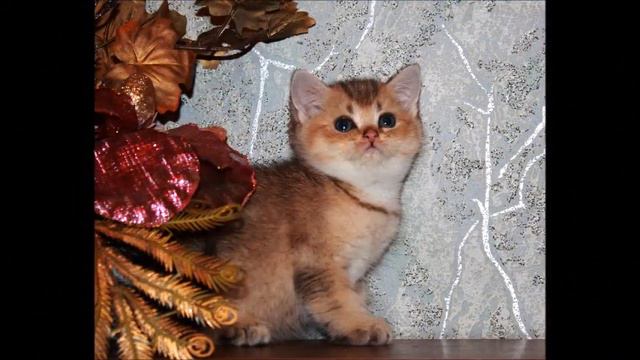Золотой британский шиншилла , котик