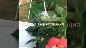 #ахименес #сержсалиба #уход #красота #цветочки Ахименес Серж Салиба