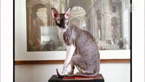 Корниш рекс