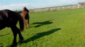 жеребец проверяет двух кабыл на жеребность🍓🍓🍓