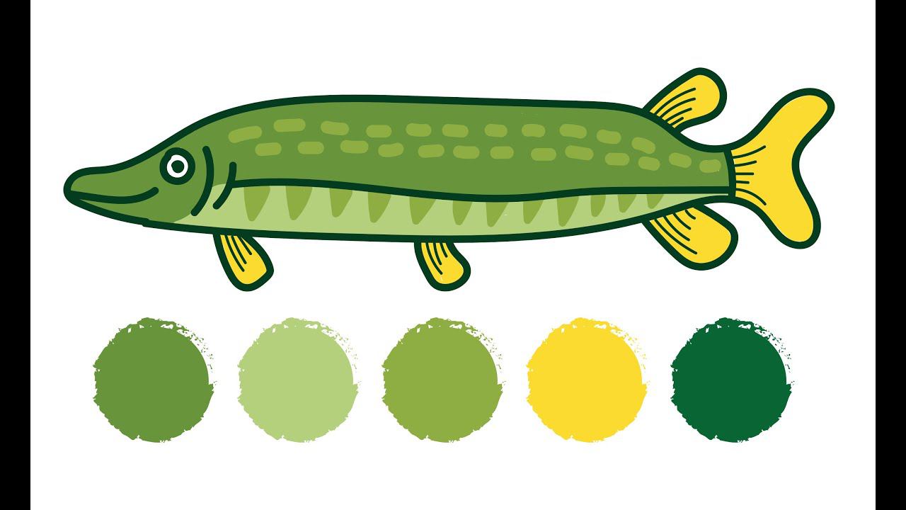 Раскраска РЫБА ЩУКА / Как нарисовать ЩУКУ / Раскраска / Краски Раскраски / How to draw an chameleon смотреть онлайн