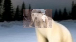 Мысли у медведя из 2026 года...