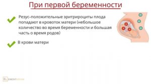 Резус-фактор. Резус-конфликт