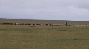Современные монгольские пастухи
