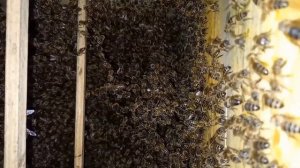 Японский улей. Год с момента заселения.