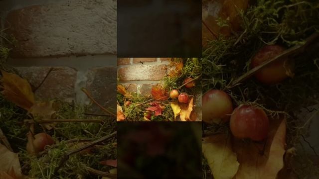 осенний декор 2022 в ресторане Данини смотреть онлайн