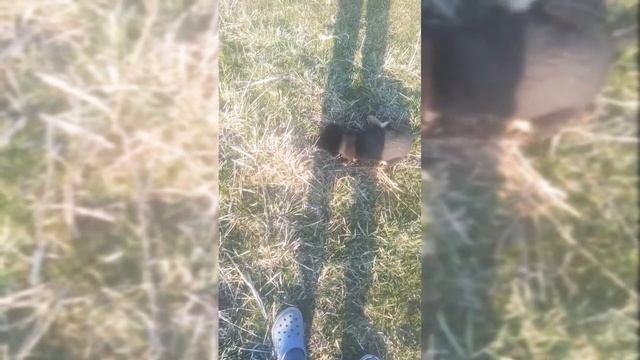 Ягтер'єр риє нору. смотреть онлайн