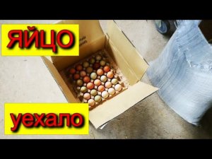 ЯЙЦО отправка ПОЧТОЙ инкубация ЦЫПЛЯТА голошейки