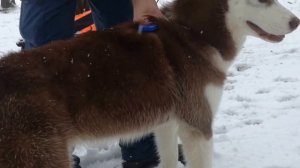 Как померить собаку чтобы определить размер шлейки