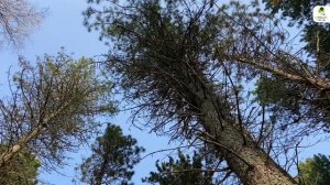 Памятник природы регионального значения «Кедровые насаждения» 
#здравствуйте_явашаООПТ