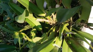 Cattleya warneri
