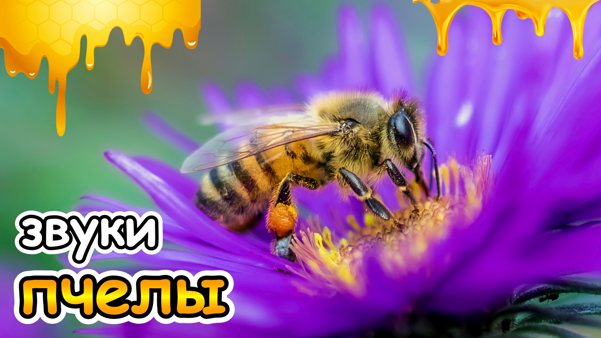 Звук пчелы слушать. Звук пчелы. Пчелиные звуки. Новый вид пчел. Пчела жужжит звук.