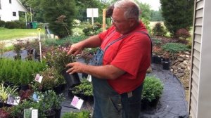 Pruning Weigela for a flush of new growth and a new batch of flowers.