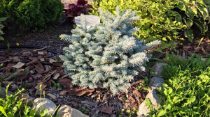 Ели в моём саду