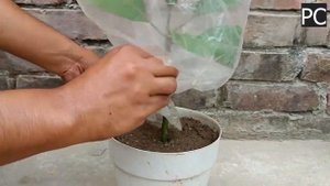 🥭Как вырастить дерево манго из черенка  Уникальная методика🥭