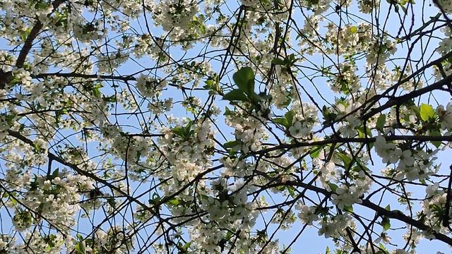 ЦВЕТЕНИЕ ВИШНИ Релаксация смотреть онлайн