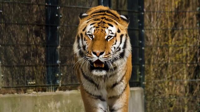 Звук африканского тигра / Как рычит тигр / Рычание злого тигра / The sound of the African Tiger