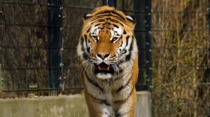 Звук африканского тигра / Как рычит тигр / Рычание злого тигра / The sound of the African Tiger