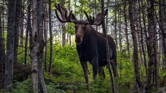 правила поведения в природе смотреть онлайн