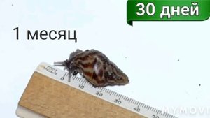 Как ростут ретики/улитята/Ретикулята альбино /Ахатины /таблица роста.