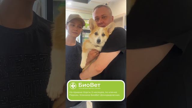 На приеме Корги, 5 месяцев, по кличке Персик. Клиника БиоВет Домодедовская.