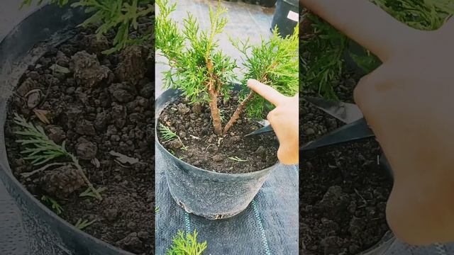 Стрижка туи Смарагд