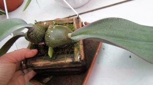 Bulbophyllum phalaenopsis и уход