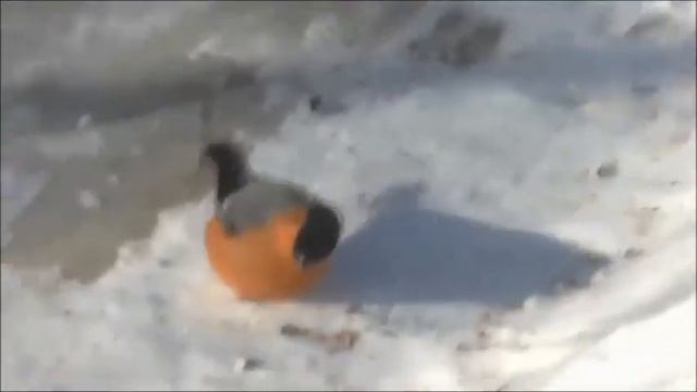 Покормите птиц зимой! смотреть онлайн