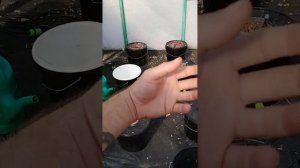 Налёт вода для гидропоники когда менять воду