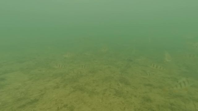 ОПУСТИЛ КАМЕРУ ПОД ЛЁД И УДИВИЛСЯ! ОКАЗЫВАЕТСЯ РЫБА ХОДИТ ТОЛПАМИ! РЫБАЛКА НА ТАЁЖНОЙ РЕЧКЕ ПИЖМА. смотреть онлайн