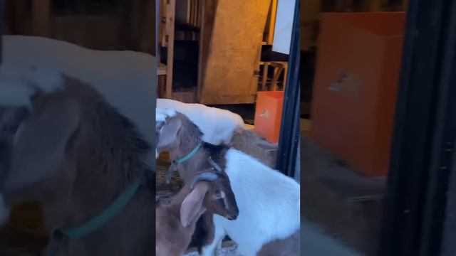 Алабайская мать отвела детей из вольера к козам))) смотреть онлайн