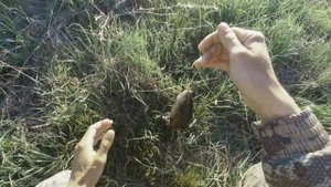 ЛОВЛЯ ЛИНЯ В МАЕ на червя в окнах камыша