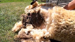 MAGGOTS! Let's save this sheep! - Slow-mo maggot removal