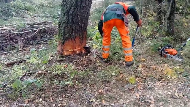 perfect saw cut // Валка берёзы против ветра // Сложное дерево // Stihl MS261