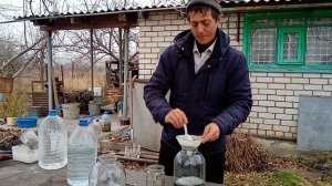 Сравнение триходермы вериде