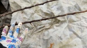 Как сохранить саженцы в прикопе до весны?