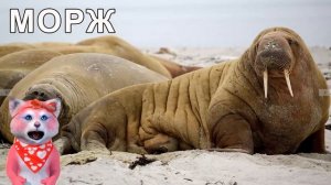 ДИКИЕ ЖИВОТНЫЕ - карточки для детей (0+) - Няша Мурмяша