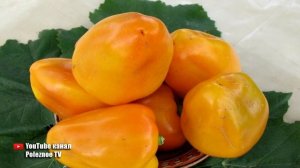 ПОСАДИВ ЭТИ СОРТА СЛАДКОГО ПЕРЦА ВЫ ВСЕГДА БУДЕТЕ С БОЛЬШИМ И ВКУСНЫМ УРОЖАЕМ