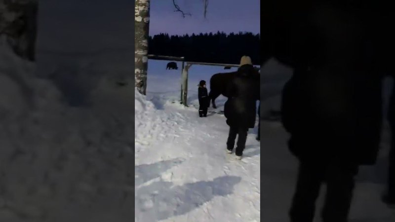 Зубровник