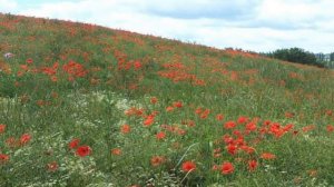 Poppy Field