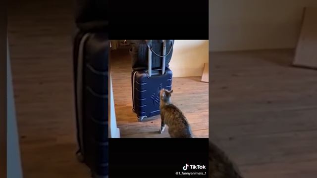 Ржачные приколы. Домашние животные. смех до слез. 43 часть