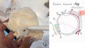 Каналы височной кости | Анатомия