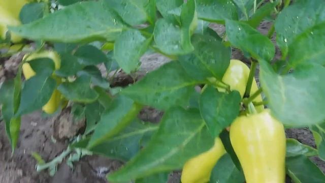 Ремонтантная клубника АЛЬБИОН. Томаты ОЗАРК ВОСХОД открытый грунт смотреть онлайн