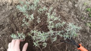 Уход за лавандой весной